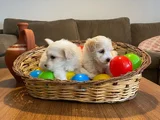 Teacup Maltese Terrier Bebekler