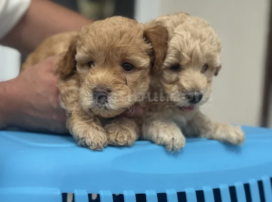 Petmode Köpek Çifrliğinde Ziyareye Açık Maltipoo görsel
