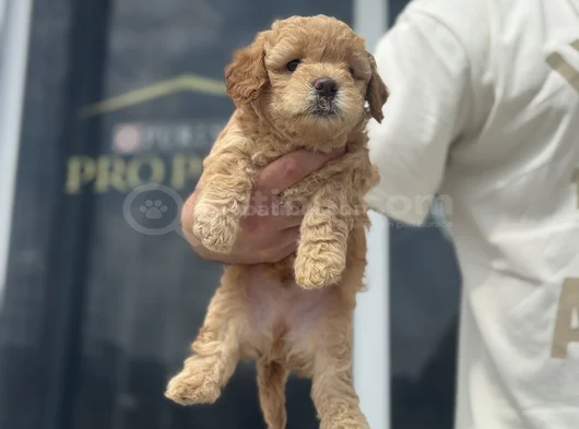 Petmode Köpek Çifrliğinde Ziyareye Açık Maltipoo görsel