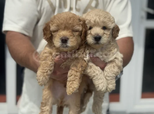 Petmode Köpek Çifrliğinde Ziyareye Açık Maltipoo görsel