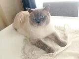 British Shorthair Blue Point