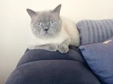 British Shorthair Blue Point