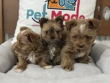 Petmode Köpek Çifrliğinde Ziyarete Açık Morkie Yavrularımız
