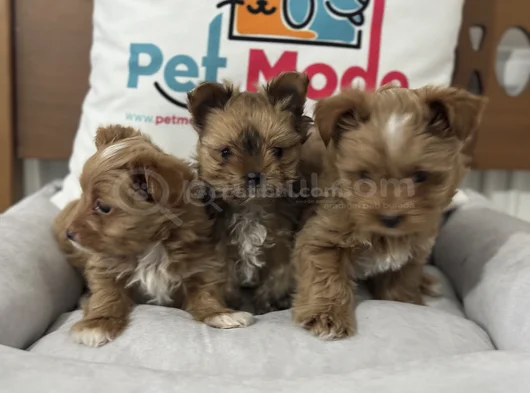 Petmode Köpek Çifrliğinde Ziyarete Açık Morkie Yavrularımız görsel