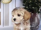 Safkan Malti̇poo Yavrularimiz