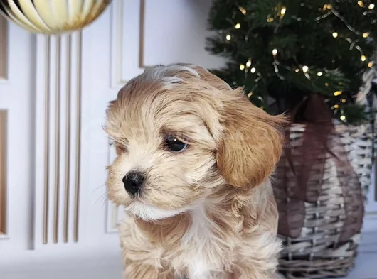 Safkan Malti̇poo Yavrularimiz görsel