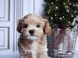 Safkan Malti̇poo Yavrularimiz
