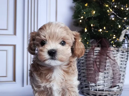 Safkan Malti̇poo Yavrularimiz görsel