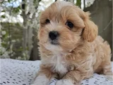 Malti̇poo Yavrumuz Gofret