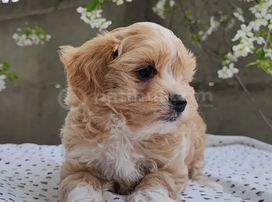 Malti̇poo Yavrumuz Gofret görsel