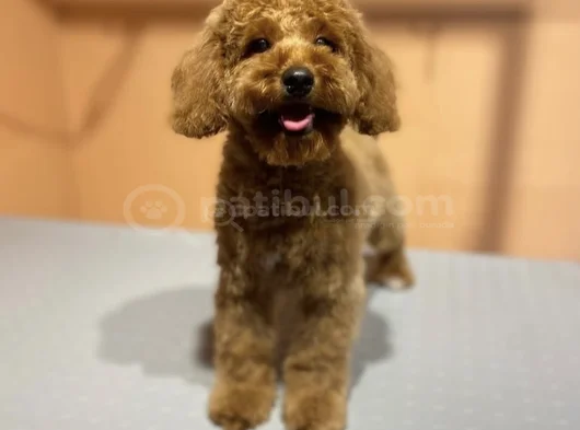 5 Aylık Toy Poodle görsel