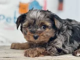 Petmode Köpek Çifrliğinde Ziyarete Açık Morkie Yavrularımız