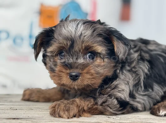 Petmode Köpek Çifrliğinde Ziyarete Açık Morkie Yavrularımız görsel