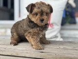 Petmode Köpek Çifrliğinde Ziyarete Açık Morkie Yavrularımız