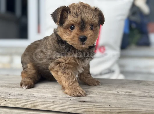 Petmode Köpek Çifrliğinde Ziyarete Açık Morkie Yavrularımız görsel