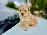 MALTİPOO TEACUP TATLI YAVRULARIMIZ