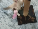 Scottish Fold