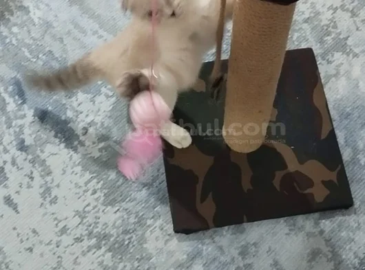 Scottish Fold görsel