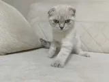 Scottish Fold
