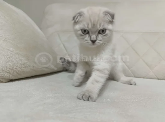 Scottish Fold görsel