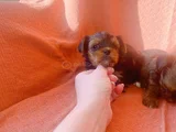 Petmode Köpek Çifrliğinde Ziyarete Açık Morkie Yavrularımız