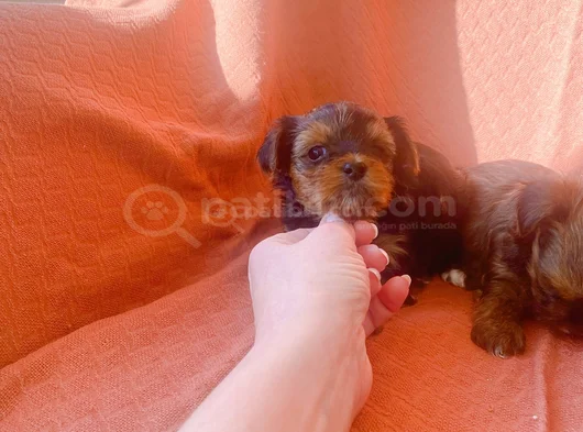 Petmode Köpek Çifrliğinde Ziyarete Açık Morkie Yavrularımız görsel