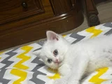 Beyaz Bri̇ti̇sh Yavrularimiz