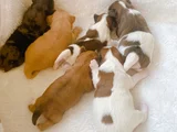 Petmode Köpek Çifrliğinde Ziyarete Açık Morkie Yavrularımız
