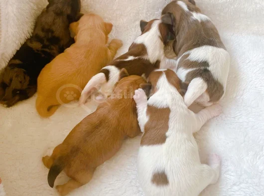 Petmode Köpek Çifrliğinde Ziyarete Açık Morkie Yavrularımız görsel