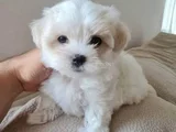 Pamuk Gibi Maltese Bebişler