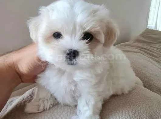 Pamuk Gibi Maltese Bebişler görsel
