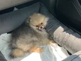 Çok Tatlı Erkek 4Buçuk Aylık Pomeranian