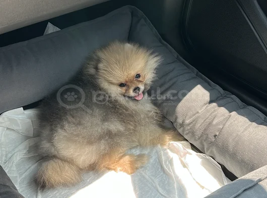 Çok Tatlı Erkek 4Buçuk Aylık Pomeranian görsel