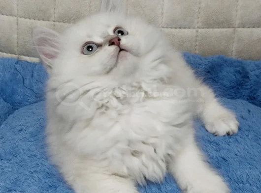 Yakışıklı Oyuncu Oğlum görsel