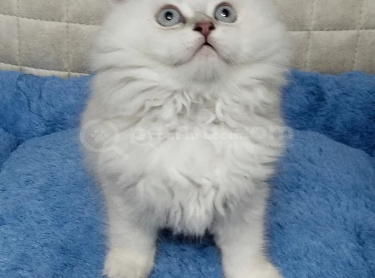 Yakışıklı Oyuncu Oğlum görsel