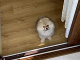 Çok Tatlı Erkek 4Buçuk Aylık Pomeranian