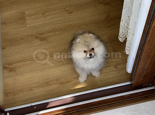 Çok Tatlı Erkek 4Buçuk Aylık Pomeranian görsel