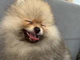 Çok Tatlı Erkek 4Buçuk Aylık Pomeranian