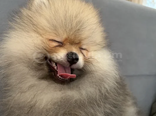 Çok Tatlı Erkek 4Buçuk Aylık Pomeranian görsel