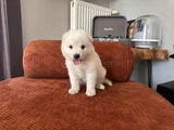 Irk Garantili Erkek Samoyed Yavrumuz