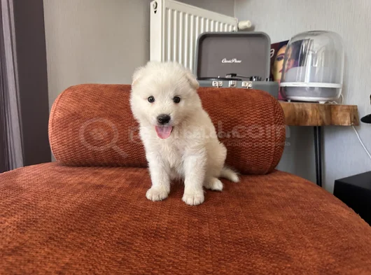 Irk Garantili Erkek Samoyed Yavrumuz görsel