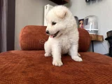 Irk Garantili Erkek Samoyed Yavrumuz