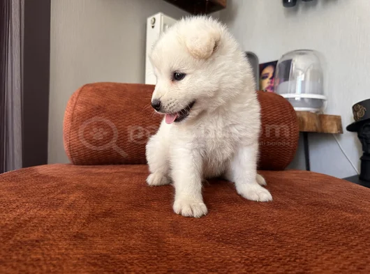 Irk Garantili Erkek Samoyed Yavrumuz görsel