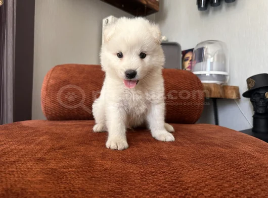 Irk Garantili Erkek Samoyed Yavrumuz