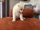 Irk Garantili Erkek Samoyed Yavrumuz