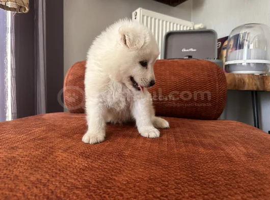 Irk Garantili Erkek Samoyed Yavrumuz görsel