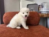 Irk Garantili Erkek Samoyed Yavrumuz