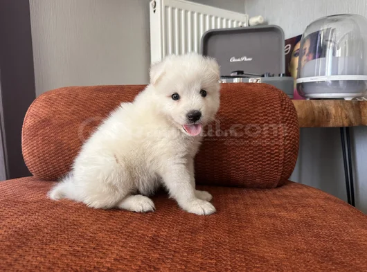 Irk Garantili Erkek Samoyed Yavrumuz görsel