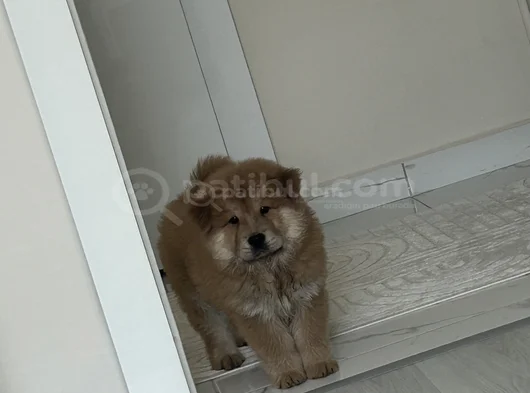 Aci̇l-Yavru Ayi Surat Mor Di̇l Çi̇n Aslani Chow Chow görsel