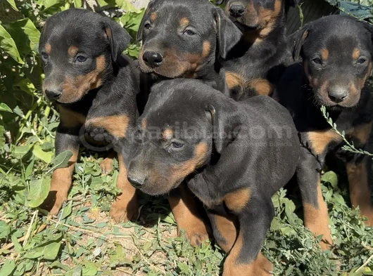 Safkan Dober Bebekler görsel